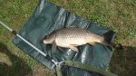 Kapor 70cm a+ 7,85kg ... fotka (20.4.2026) - revír: Štrkovisko Vajnory 1