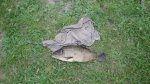 Kapor šupináč (Cyprinus carpio) 52cm ... 20.5.2026  - revír: Štrkovisko Vajnory 1