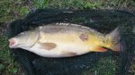 Ryba Kapor Lysec ... 45cm a+ 1,95kg (fotka Vajnory - 9.3.2024) - revír: Štrkovisko Vajnory 2